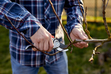 A man prunes a fruit tree outside in the garden