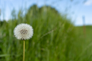 Obraz na płótnie Canvas lonely dandelion on the meadow in a spring day with blue sky