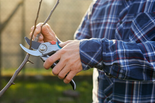 Close-up Of A Man Trimming A Fruit Tree Outside In The Garden