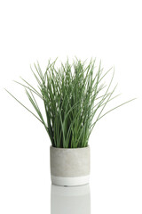 artificial beach grass plant in clay pot on a white background