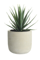 isolated artificial cactus succulent plant in clay pot on a white background - 578039996