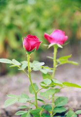 Blooming rose bush. Blossoming red rose in the summer garden.