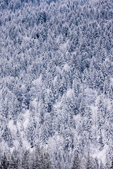 Majestic snow covered winter forest in the mountains. Dramatic winter scene. Europe. Alps ski area. Pine trees and firs. Background. Calm nature landscape.