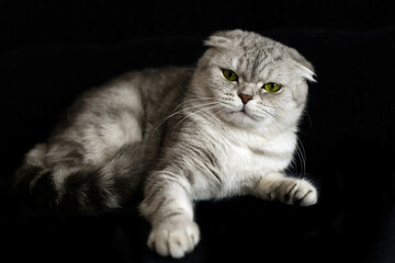 Gray Scottish cat on a black background. The cat got angry.