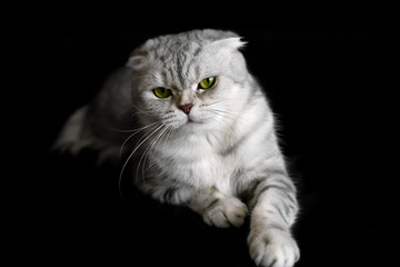 Gray Scottish cat on a black background. The cat got angry.