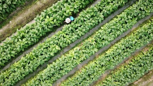 Aerial View Farmer Working in Tobacco Farmland (2 shots)