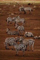Fototapeta na wymiar Animals in the wild - Grevy's zebras in Lewa Conservancy, North Kenya
