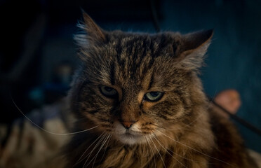 Tabby brown cat in white color covers in bed