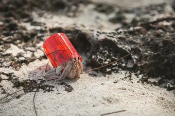 Crédence de cuisine en verre imprimé Zanzibar Hermit crab with a plastic shell, Zanzibar