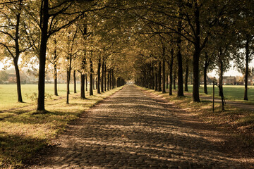 Urban photo of a cobblestone road through the forest in autumn.