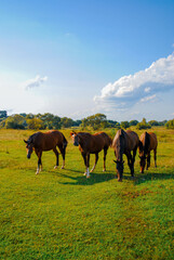 Obraz premium horses in the field