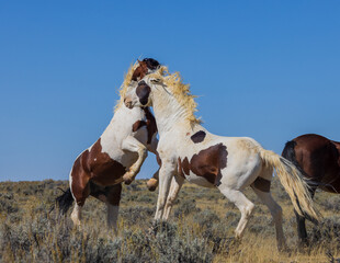 Wild Horse Stallions Fighting in Autumn in the Wyoming Desert