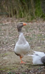 Hans
