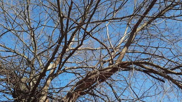 Iron tree in early spring against the blue sky. An old Celtis L tree with a large crown and a large trunk.
