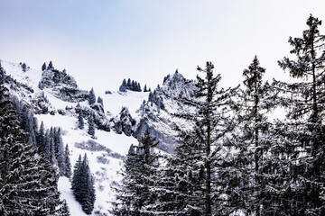 Majestic snow covered winter forest in the mountains. Dramatic winter scene. Europe. Alps ski area. Pine trees and firs. Background. Calm nature landscape.