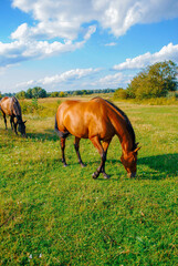 horse in the meadow