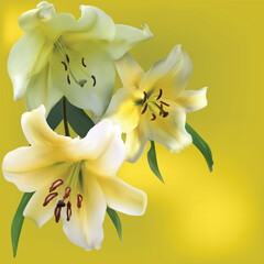 three lily flowers on yellow background