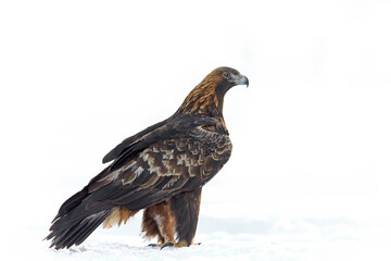 Golden eagle (Aquila chrysaetos)