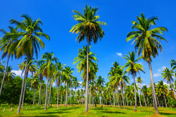 Obraz premium Palms