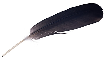 large black isolated one feather