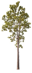 Fototapeta premium PNG tree with removed original background for easy to drag and drop in new project