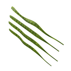 Pete Parkia Speciosa fruit 3d render illustration, icon,view, render, hd,  premium quality, alpha background, PNG format, sweet, healthy, fresh, nature, plant, tree, trees, vegetable