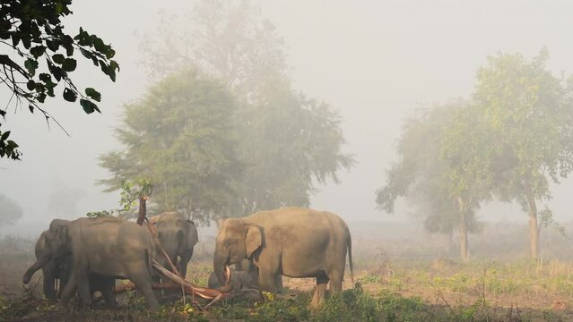 medium shot of wild asian elephant or Elephas maximus indicus behavior family herd stripping and eating bark of tree at dhikala zone jim corbett national park or tiger reserve uttarakhand india asia