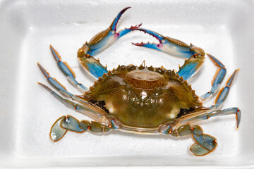 Brazilian navy blue crab isolated and in selective focus. Siri