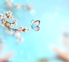 Flowering branches and petals on a blurred background and butterfly. - 578049735