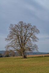 Baum im Naturschutzgebiet Stadlersee in der Schweiz