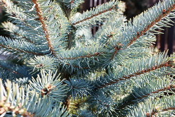 Naklejka na ściany i meble A beautiful baby blue eyes silver fir tree. Silver fir branches.
