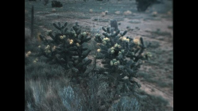 Staghorn Cholla Blossom 1980 - Staghorn cholla are in bloom in an Arizona desert in 1980.