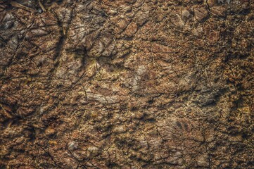 Background petrified wood. Scratches and indentations. Luxury background. The surface is rough. Banner. Designer background. 