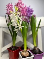 bright indoor bulbous hyacinth flower close-up in pots