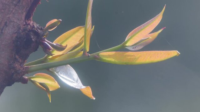 Young shoots of light brown watery rose apple fruit plant swaying in the wind