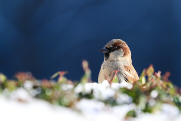 Sparrow bird perched on tree branch. House sparrow female songbird (Passer domesticus) sitting singing on snow branch with blue sky out of focus negative space background. Sparrow bird wildlife. - 578054908