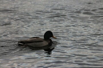Swans, ducks, and seagulls on the Dnipro river, Kyiv, Ukraine