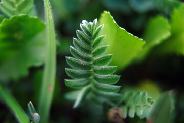 Macro of a herb