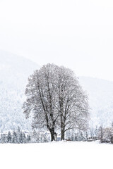 Large deciduous tree in a snowy field on a cloudy winter day, vertical with copy space