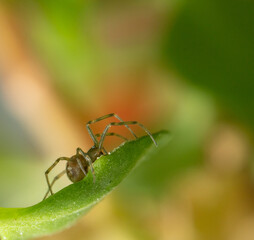 Spinne 2mm