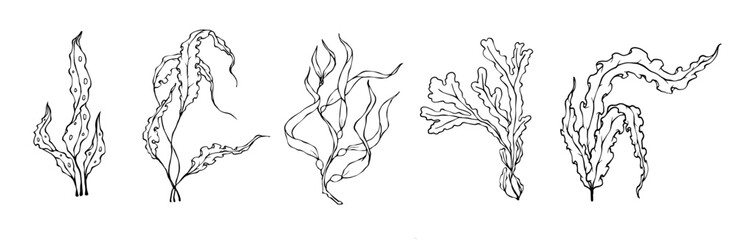 Set of line sketches of various seaweeds.Vector graphics.