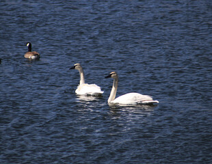 Swans in Pond