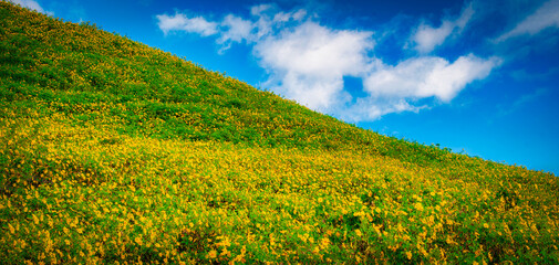 Mexican sunflower ( Tung Bua Tong flower) on blue sky at daytime in Mae Hong Son Province, Thailand.