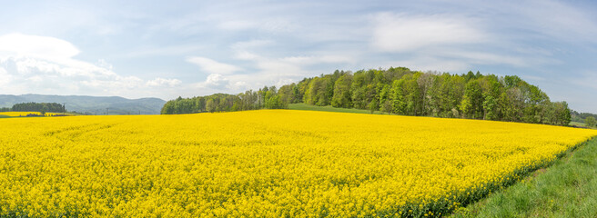 Agricultural field with oilseed rape. rapeseed is raw material for the production of beet oil and oil added to diesel cars. Canola, colza. Panoramic photo.
