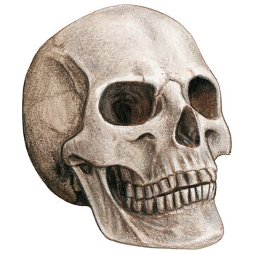 Watercolor hand drawn realistic human skull