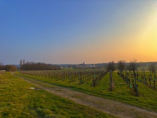 Fototapeta na wymiar Stunning winter sunset over the picturesque Berrwiller vineyard with winding farm road, towering trees, and charming village church spire in the distance, a captivating scene with saturated colors