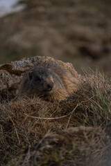 Marmot relaxing