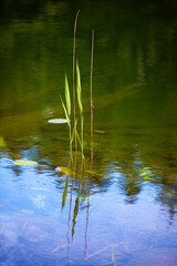 Schilfgras_1537