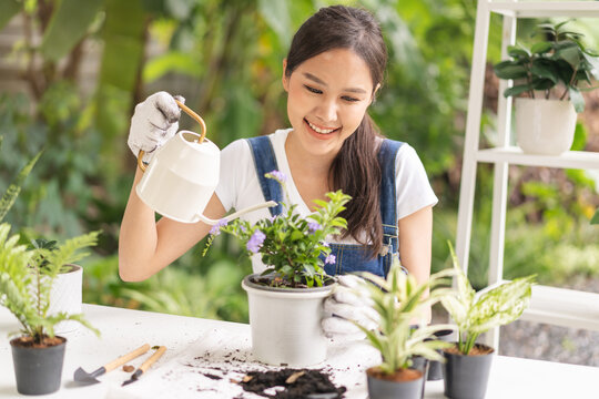 Spring Hobby, Happy Asian Young Woman Hand Holding Watering Can In Flowerpot, Houseplant With Dirt Or Soil On Table At Home, Taking Care Gardening Plant In Garden, Green Tropical, Beauty And Nature.