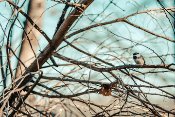 A black-capped chickadee sits in a tangle of bare tree branches in the forest.